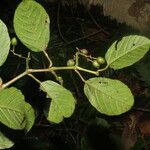 Cissus biformifolia ഫലം