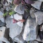 Orobanche pubescens Květ