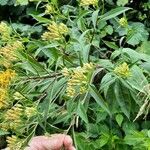 Senecio cacaliaster Flor