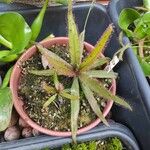 Drosera adelae Hoja