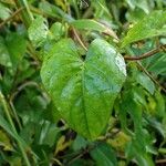Ipomoea tiliacea Leaf