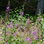 Epilobium angustifolium Цвят