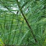 Pinus strobus Leaf