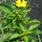 Ludwigia elegans 整株植物