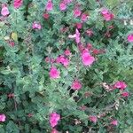 Salvia microphylla Flower