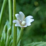 Epilobium roseum Цвят