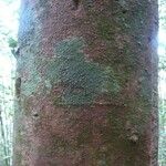 Abarema gallorum Ŝelo