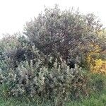 Salix cinerea Hábito