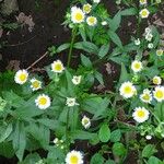 Erigeron philadelphicusBlüte