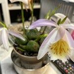 Pleione humilis Blomma