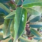 Prunus lusitanica Folha