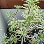 Euphorbia balsamifera Yaprak