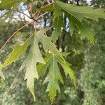 Acer saccharinumLeaf