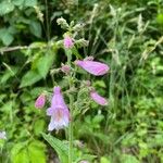 Penstemon canescens 花