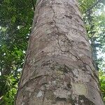 Julbernardia seretii Corteza