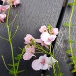 Diascia rigescens Květ