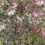 Rhododendron williamsianum Hábito