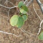 Bauhinia galpinii Blatt