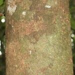 Abarema gallorum Ŝelo