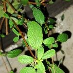 Lippia origanoides ഇല