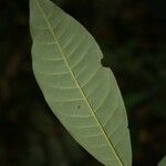 Virola michelii Hoja