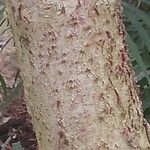 Araucaria biramulata Bark