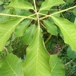 Tabebuia rosea Leaf