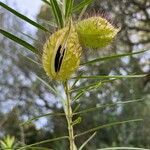 Gomphocarpus fruticosus Fruit