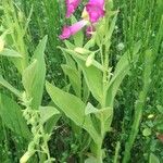 Digitalis thapsi Liść