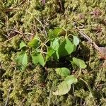Orthilia secunda Likasa