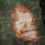 Celtis prantlii Corteza