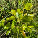 Mystroxylon aethiopicum Leaf