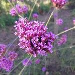 Verbena brasiliensis പുഷ്പം