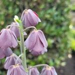 Fritillaria persica പുഷ്പം