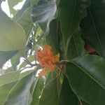 Magnolia champaca Kvet