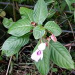 Impatiens flaccida Yaprak