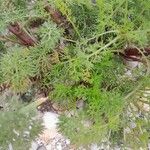 Tripleurospermum maritimum ഇല