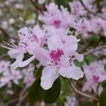 Rhododendron davidsonianum Cvet