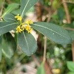 Pittosporum viridiflorum Blad