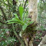 Polystachya laxiflora Other