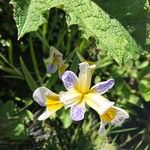 Iris versicolor Floro