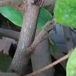 Trichocladus ellipticus 樹皮