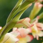 Gladiolus dalenii Floare