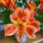 Alstroemeria aureaKukka