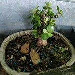 Portulacaria afra Blad