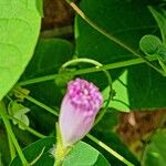 Ipomoea triloba ফুল