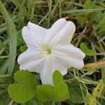 Ipomoea alba Blüte