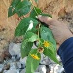 Tilesia baccata Flors