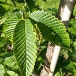 Carpinus japonica Leaf