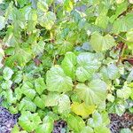 Virola surinamensis Leaf